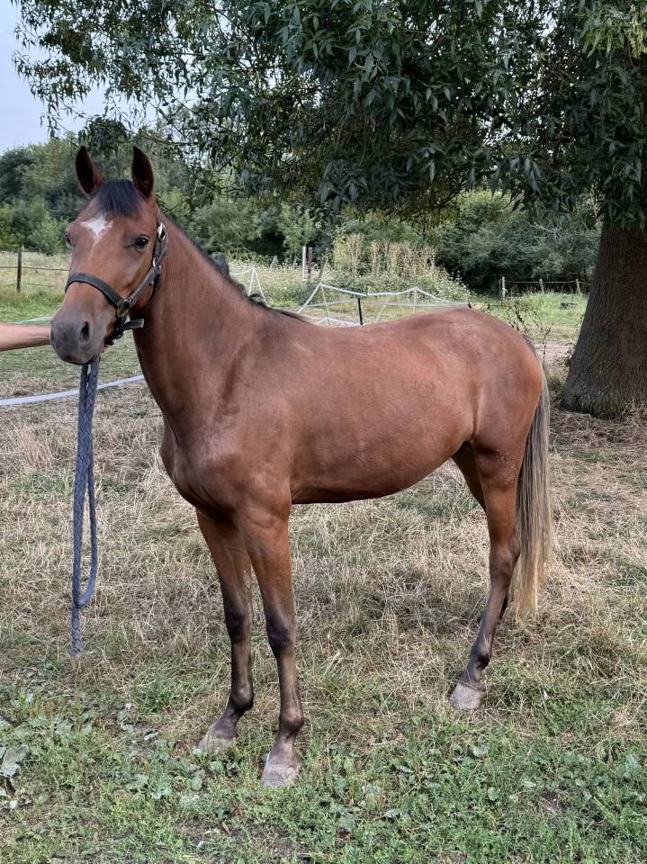 Cavalla New Forest In vendita 2022 Baio ,  Orlando de civery