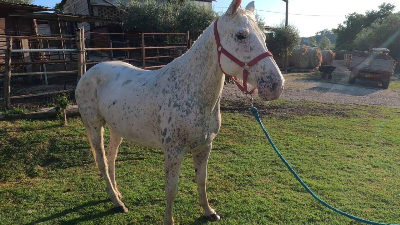 vendo cavallo appaloosa 8 anni