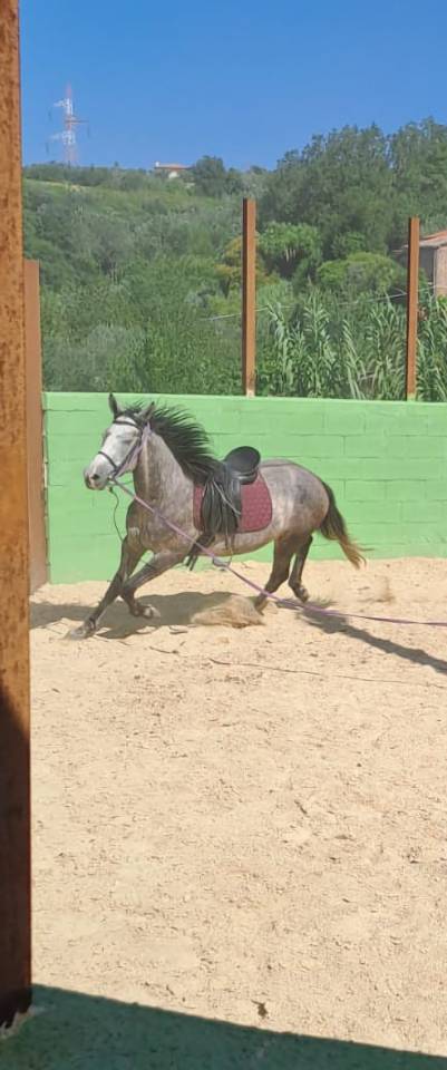 Cavallo incrocio padre spagnolo