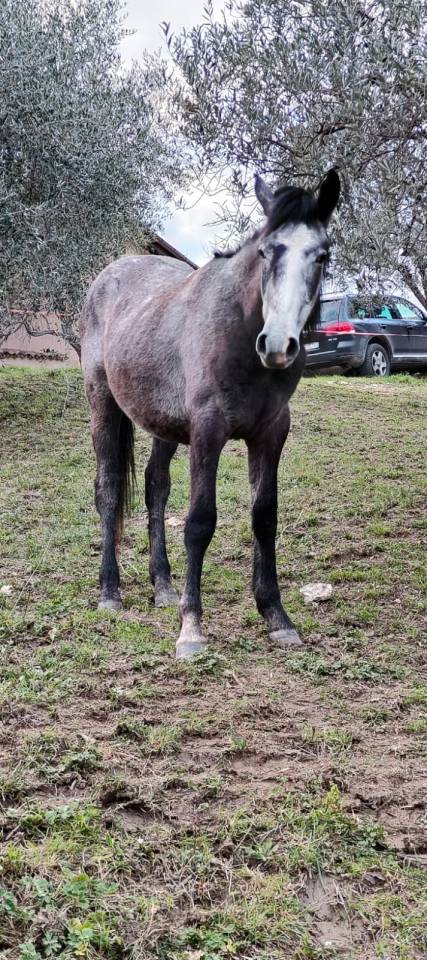 Cavallo incrocio padre spagnolo