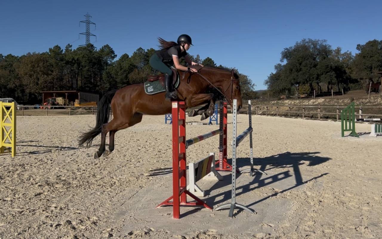 Cavalla Sella Francese In vendita 2013 Baio ,  DOUBLE D'elle