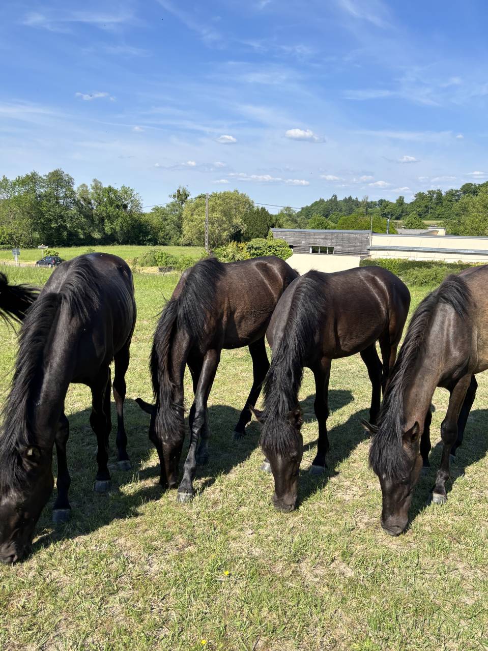 Puledra PRE Andaluso In vendita 2024 Nero