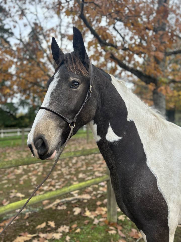 Cavalla Origine Non Constatata In vendita 2023 Pezzato