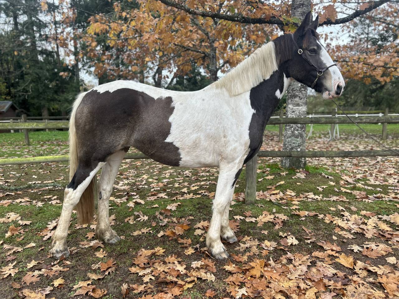 Cavalla Origine Non Constatata In vendita 2023 Pezzato