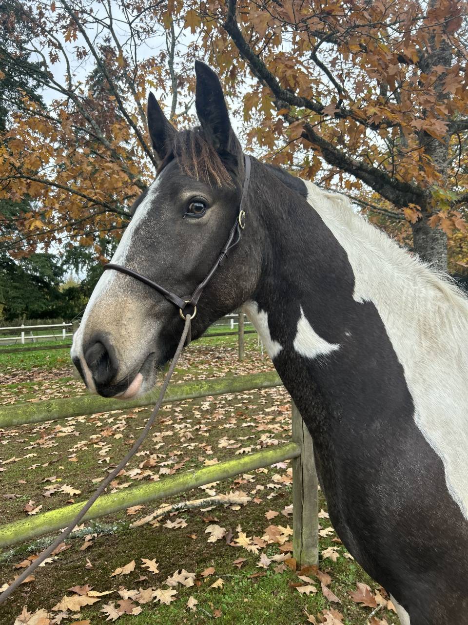 Cavalla Origine Non Constatata In vendita 2023 Pezzato