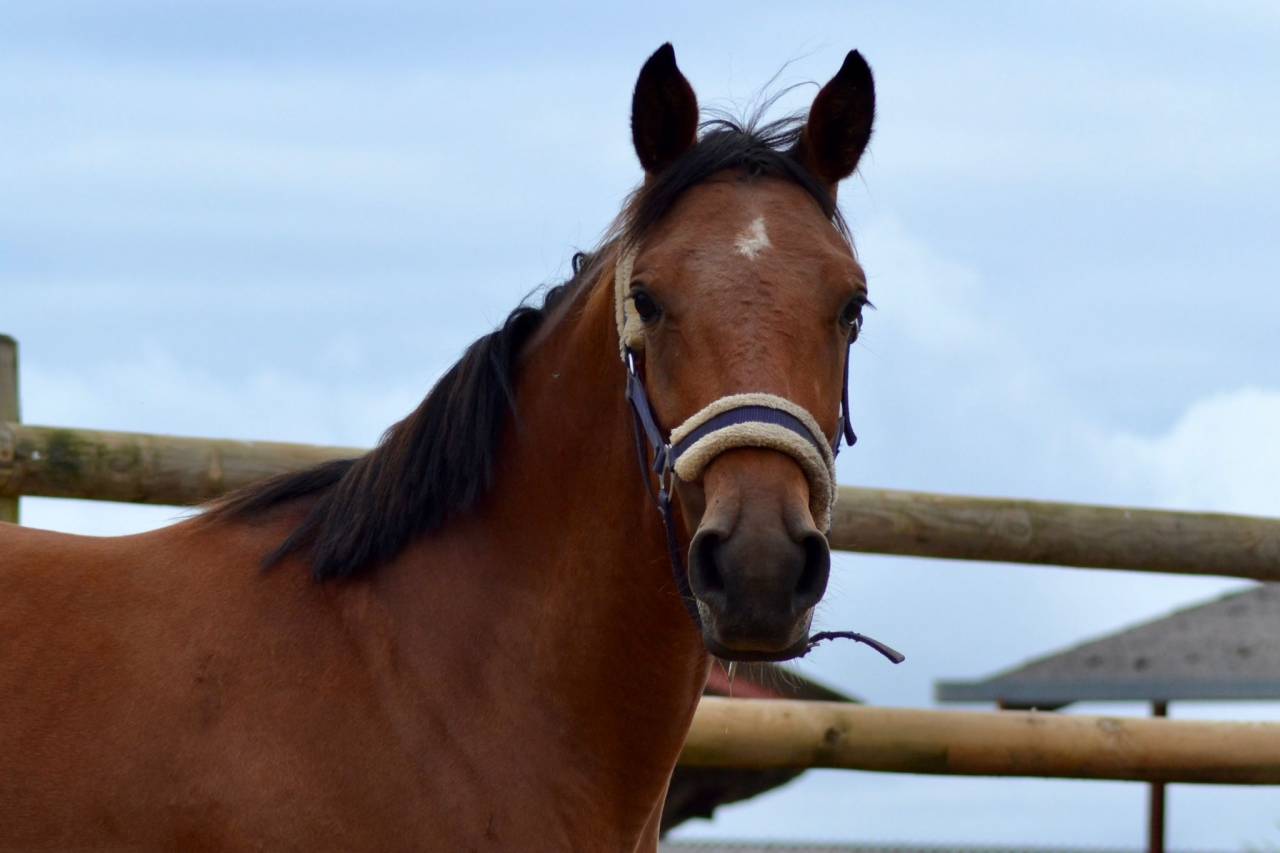 Cavalla Sella Francese In vendita 2021 Baio