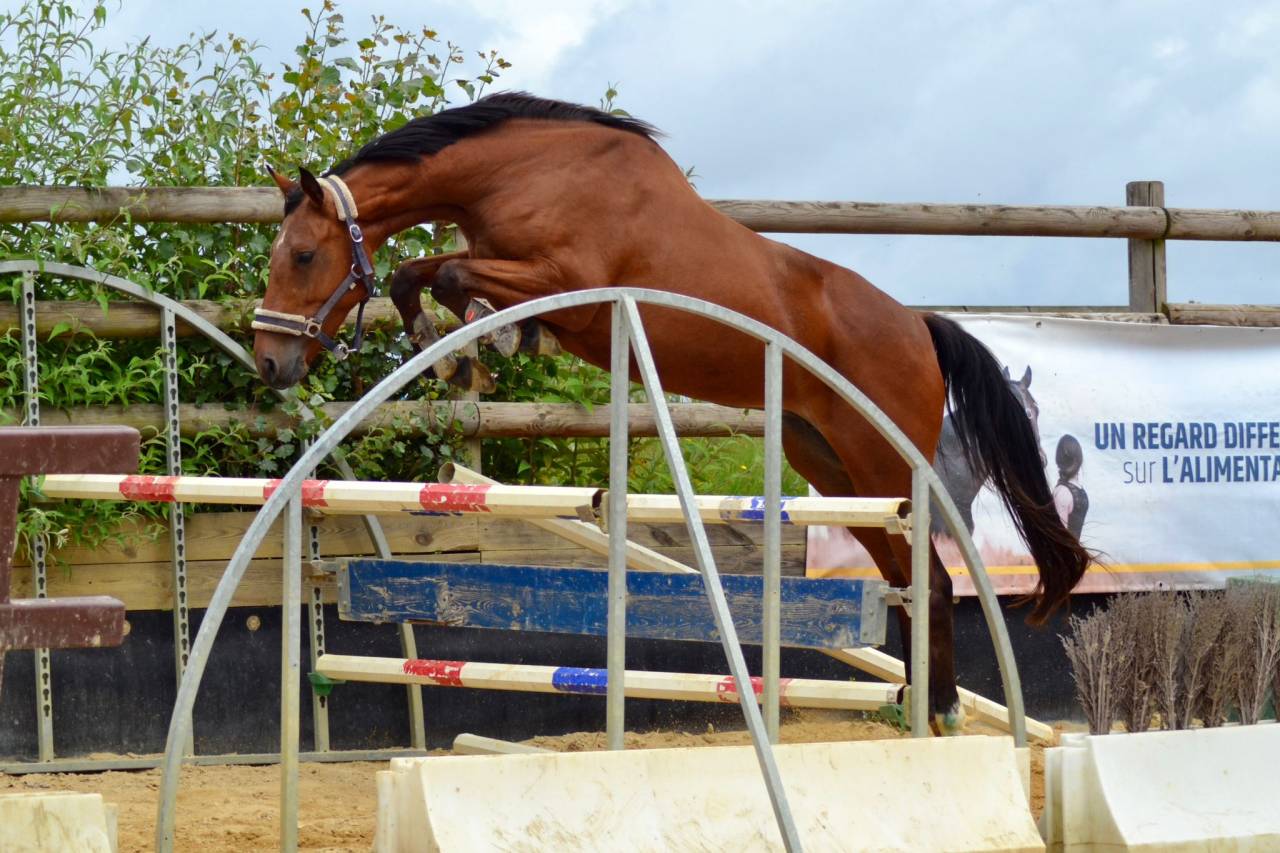 Cavalla Sella Francese In vendita 2021 Baio