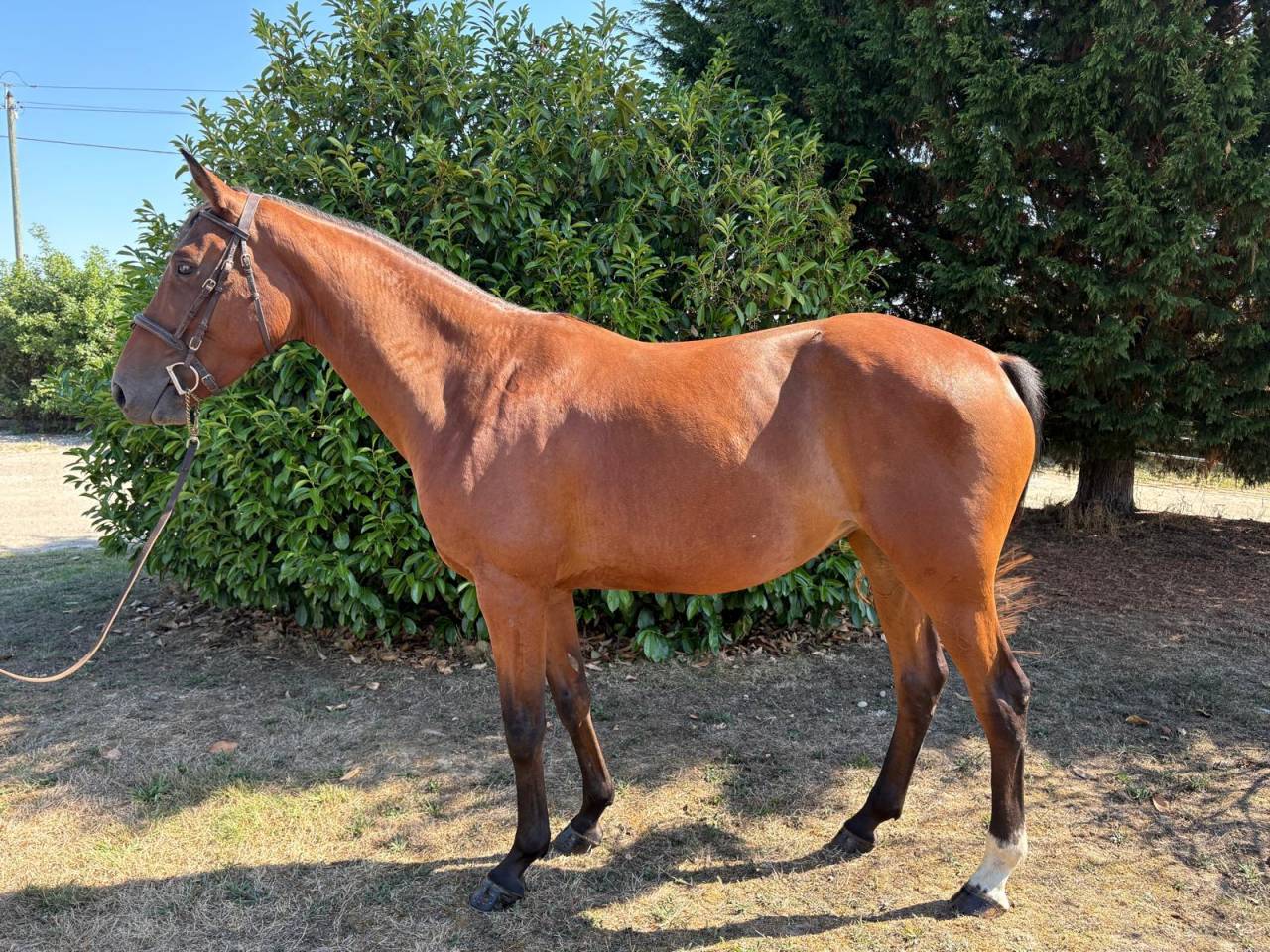 Cavalla Sella Francese In vendita 2021 Baio