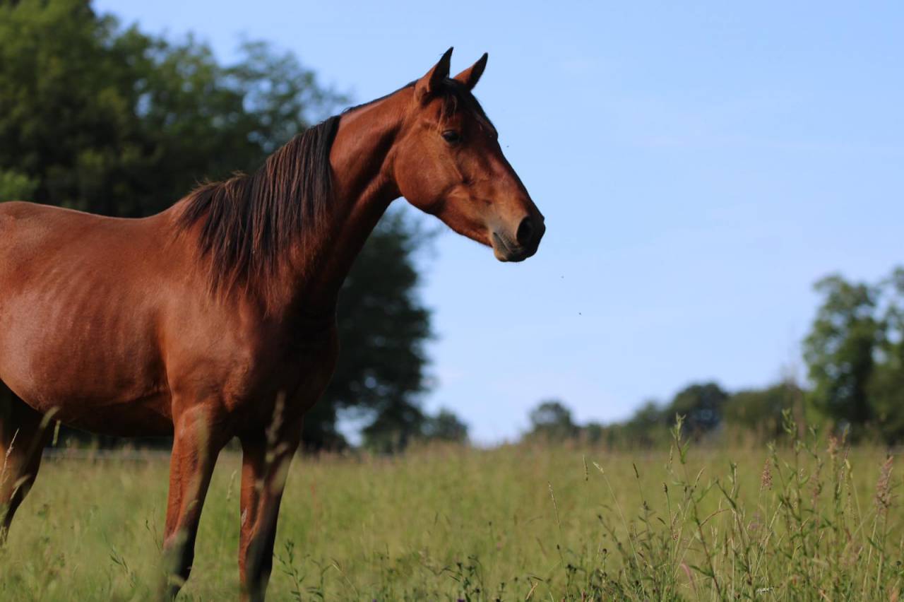 Cavalla Sella Francese In vendita 2021 Baio