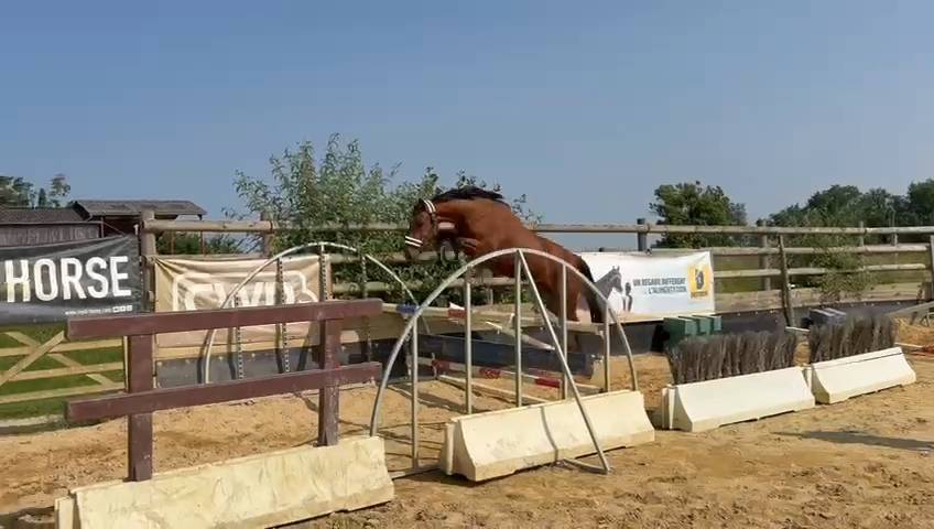 Cavalla Sella Francese In vendita 2021 Baio