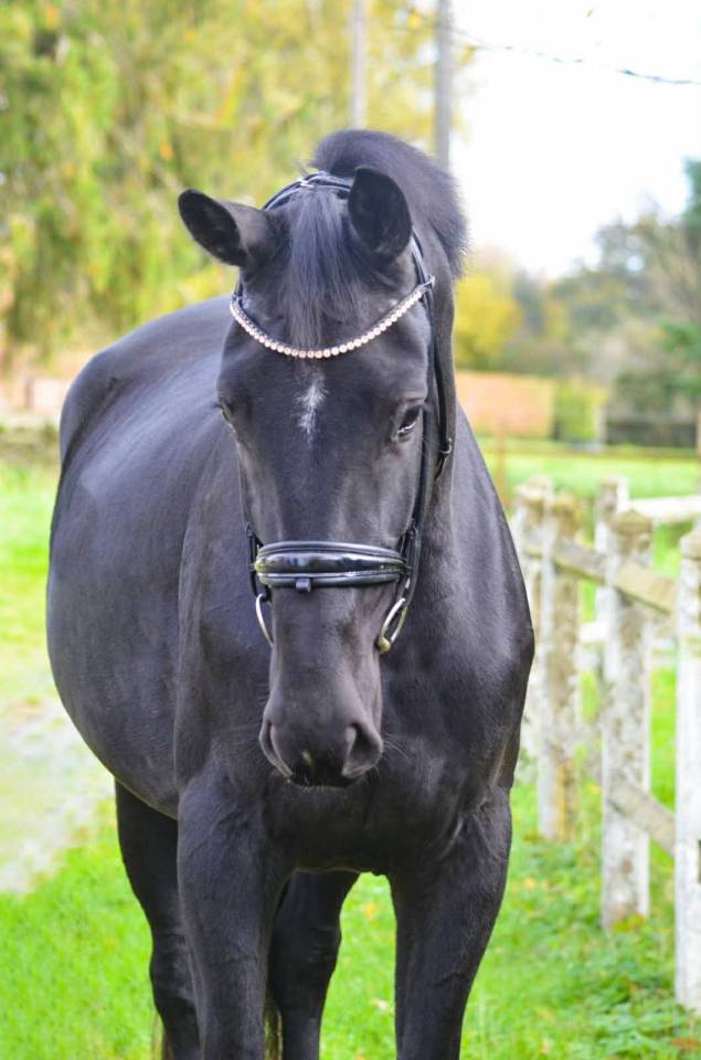 Cavalla Oldenburger In vendita 2022 Nero