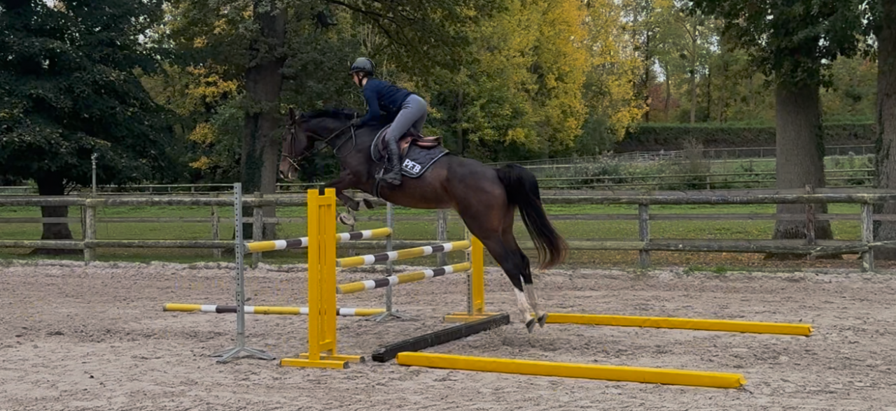 Cavalla Sella Francese In vendita 2022 Baio ,  Grandorado