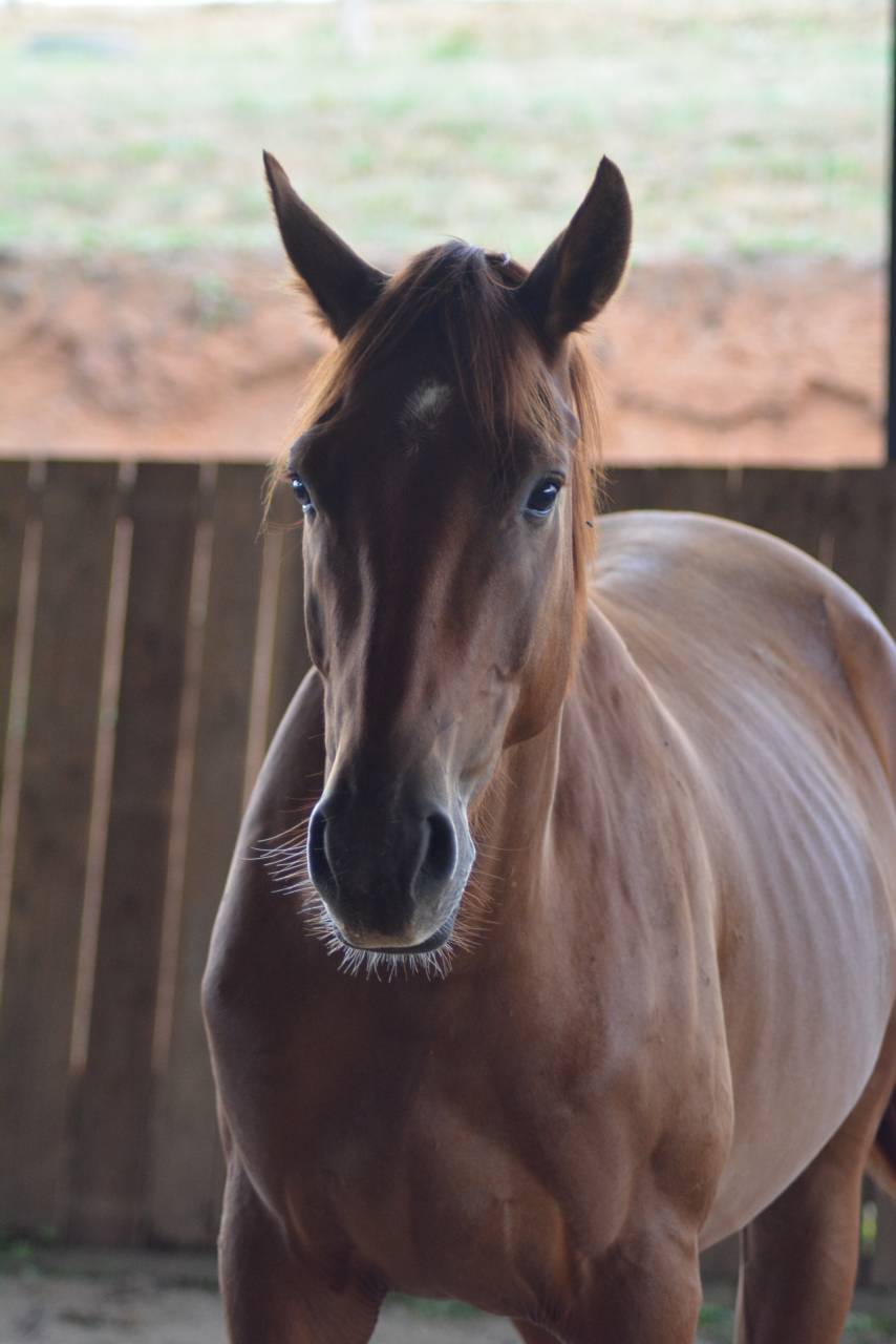 Castrone Oldenburger In vendita 2022 Sauro