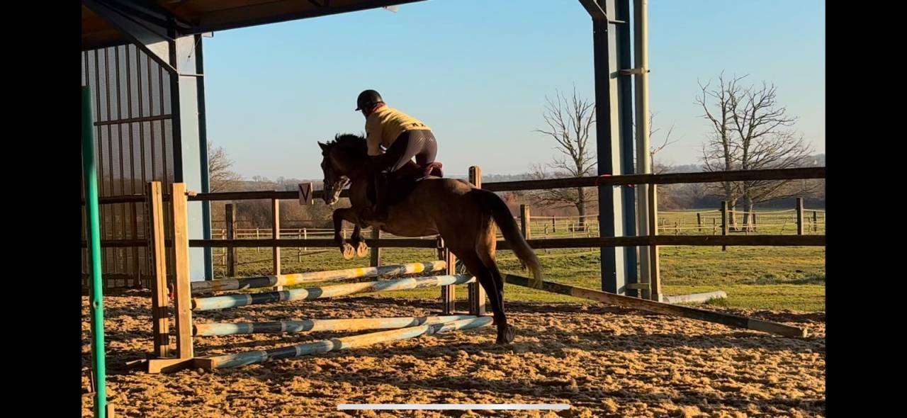 Castrone New Forest In vendita 2020 Grigio