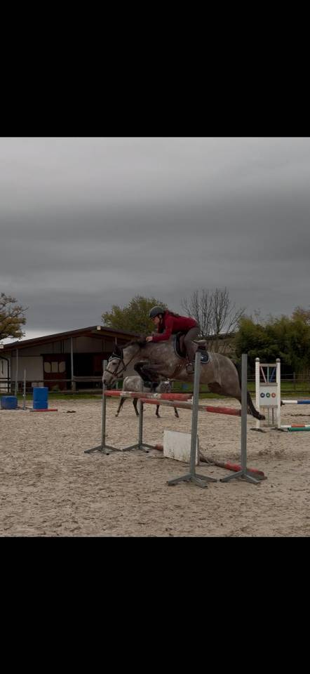 Castrone New Forest In vendita 2020 Grigio