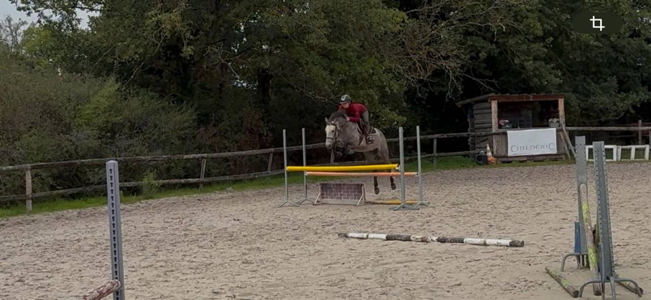 Castrone New Forest In vendita 2020 Grigio