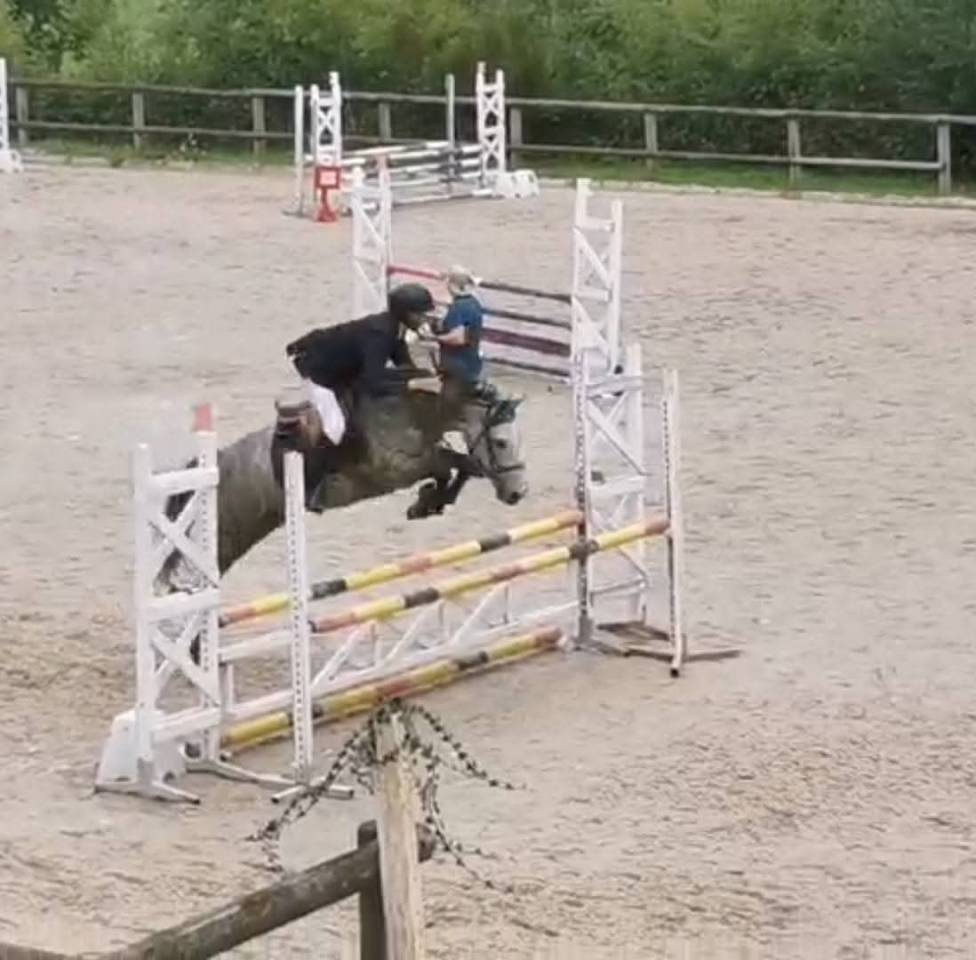 Castrone New Forest In vendita 2020 Grigio