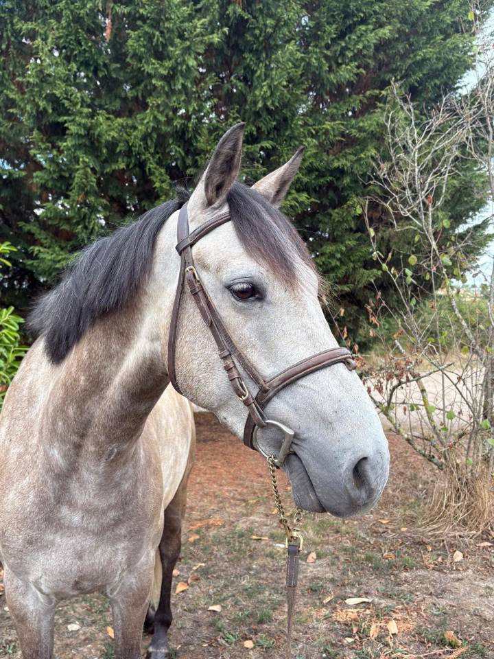 Castrone New Forest In vendita 2020 Grigio