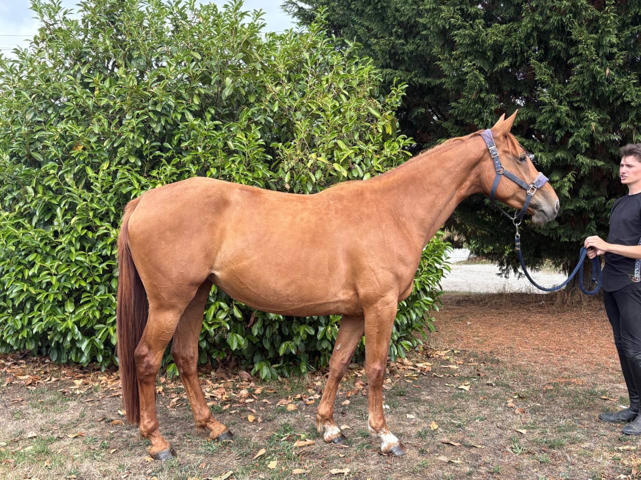 Cavalla Sella Francese In vendita 2021 Sauro