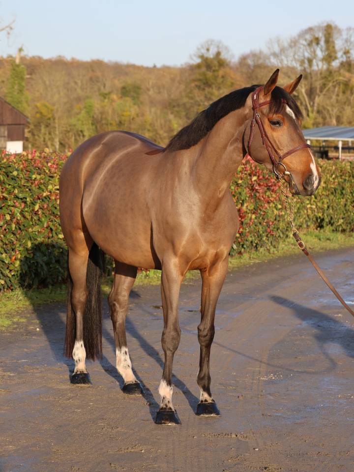 Cavalla Sella Francese In vendita 2021 Baio ,  diarado