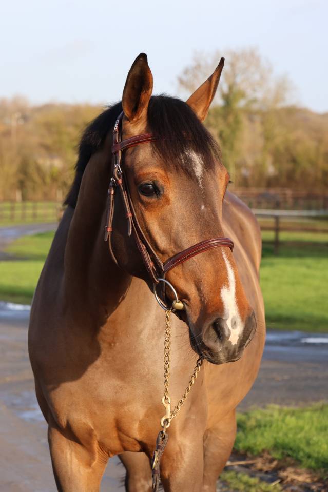 Cavalla Sella Francese In vendita 2021 Baio ,  diarado