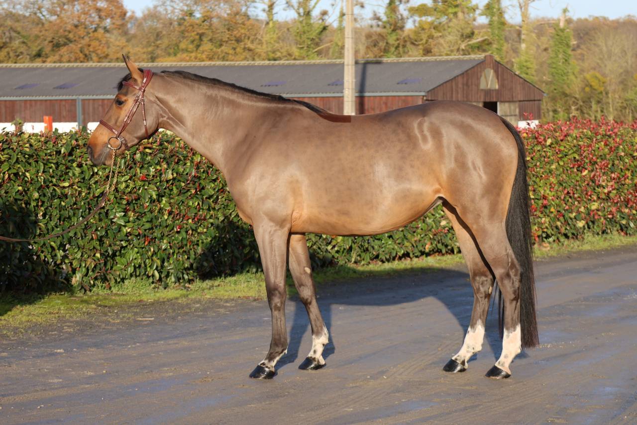 Cavalla Sella Francese In vendita 2021 Baio ,  diarado