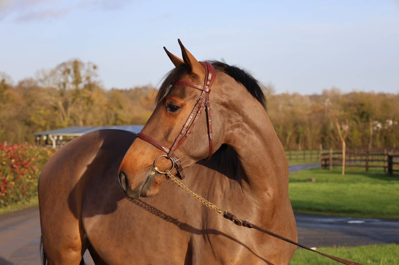 Cavalla Sella Francese In vendita 2021 Baio ,  diarado