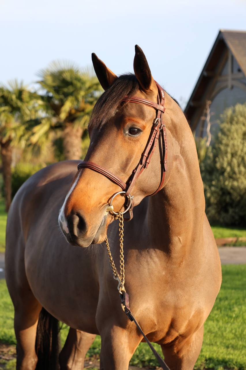 Cavalla Sella Francese In vendita 2021 Baio ,  diarado