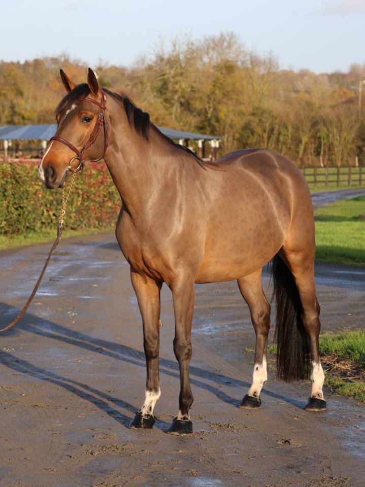 Cavalla Sella Francese In vendita 2021 Baio ,  diarado