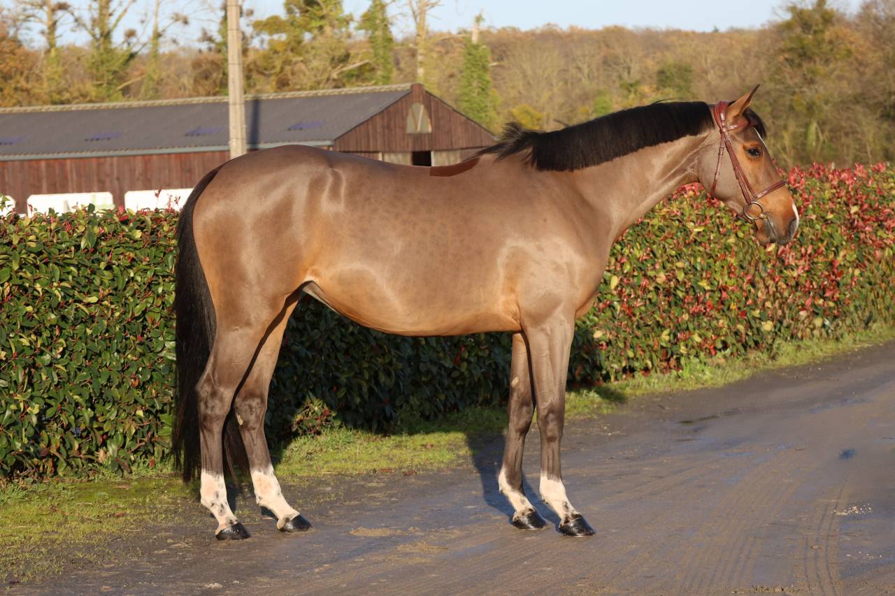 Cavalla Sella Francese In vendita 2021 Baio ,  diarado