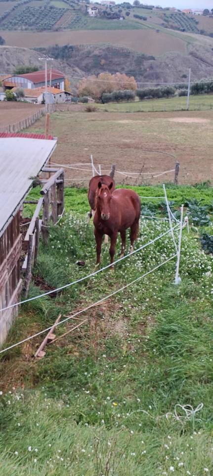 Vendo puledro figlio di ONE GUN