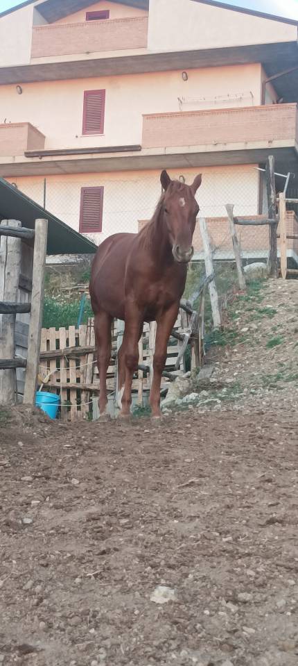 Vendo puledro figlio di ONE GUN