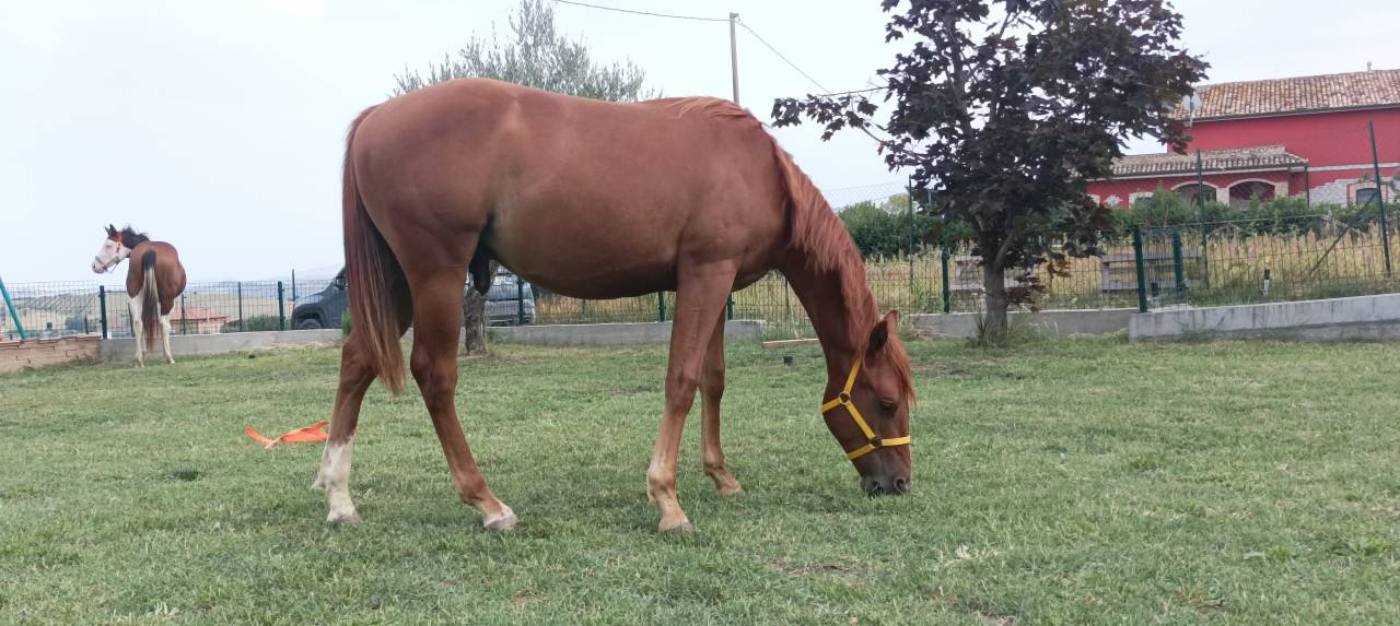 Vendo puledro figlio di ONE GUN