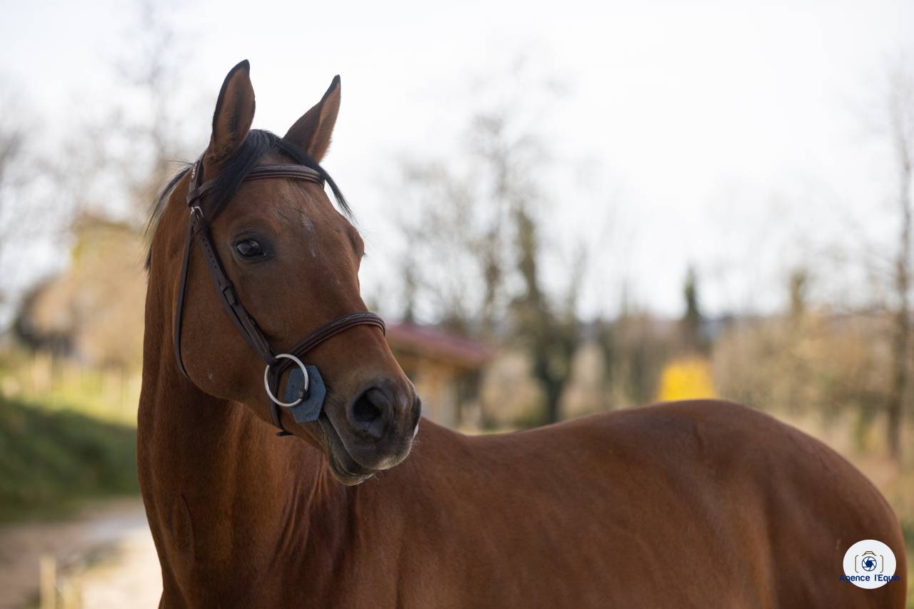 Intero Oldenburger In vendita 2021 Baio