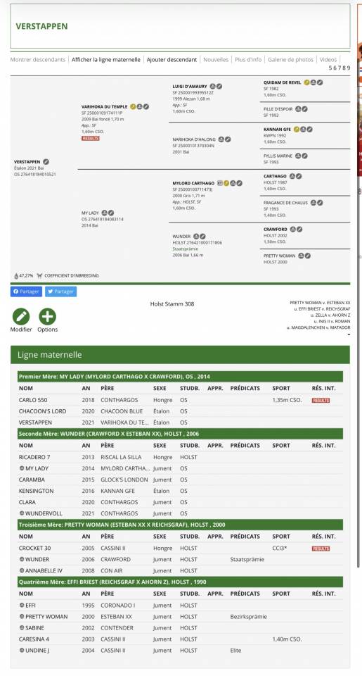 Intero Oldenburger In vendita 2021 Baio