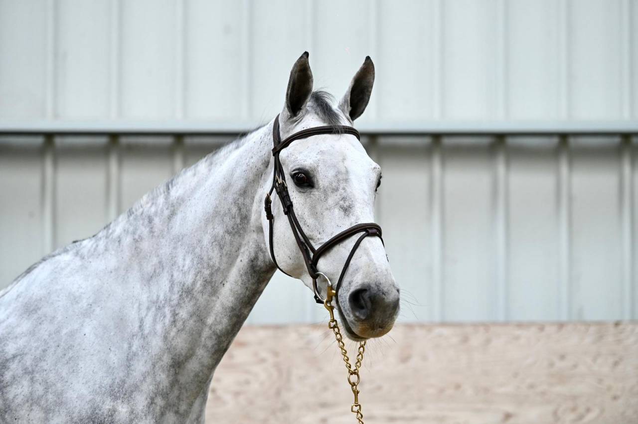 Cavalla Zangersheide In vendita 2018 Grigio ,  Baloussini