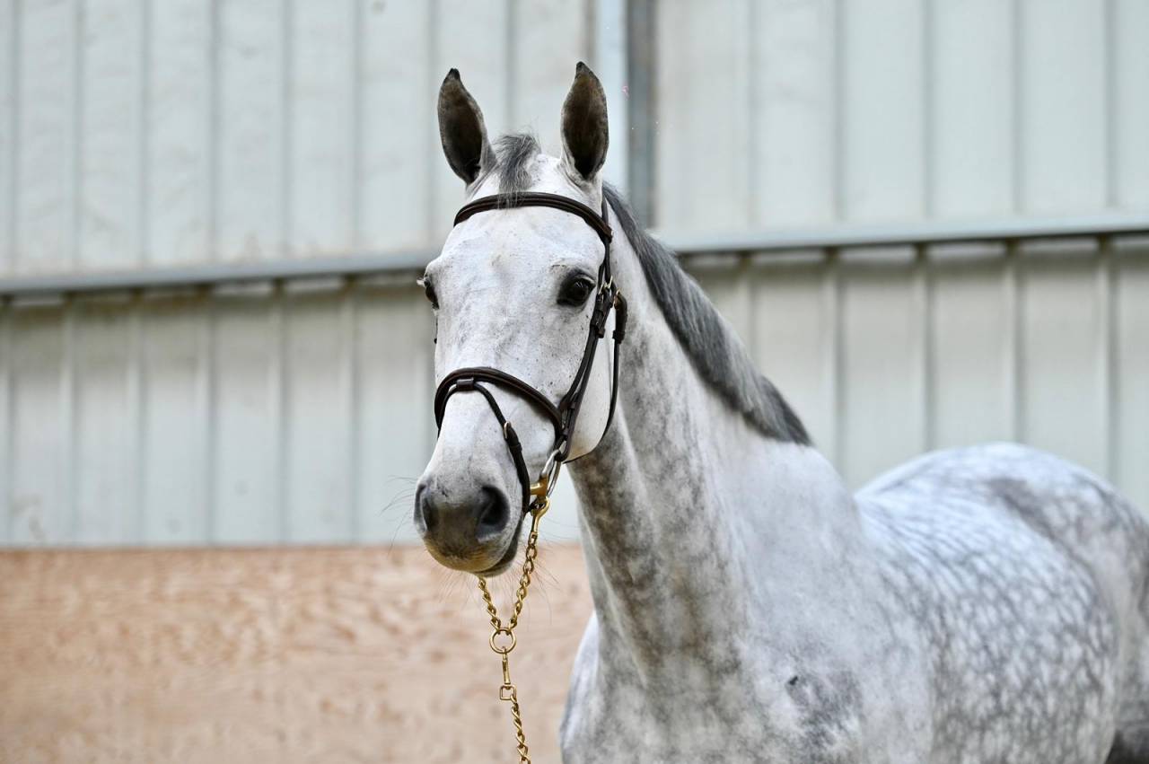 Cavalla Zangersheide In vendita 2018 Grigio ,  Baloussini