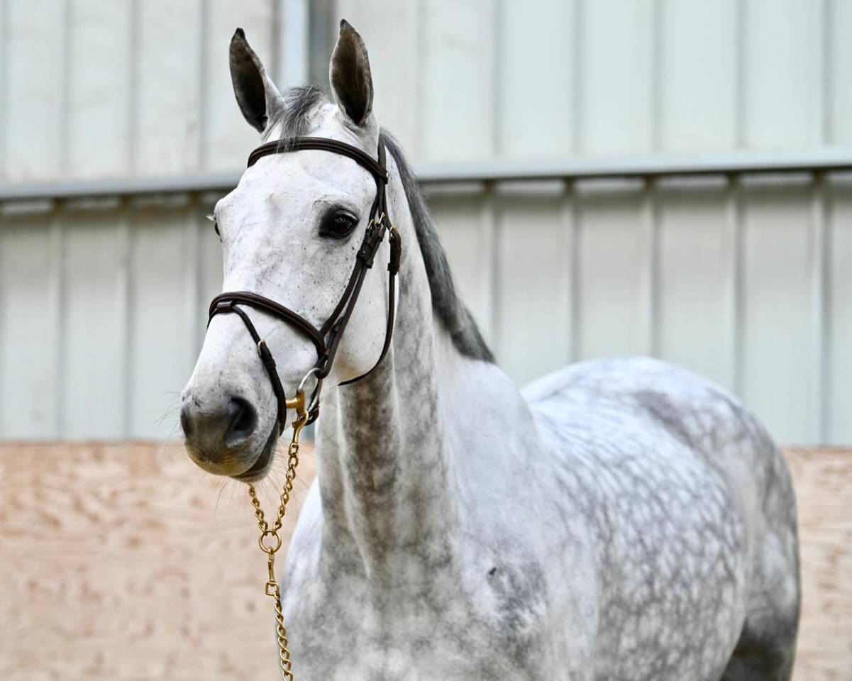 Cavalla Zangersheide In vendita 2018 Grigio ,  Baloussini