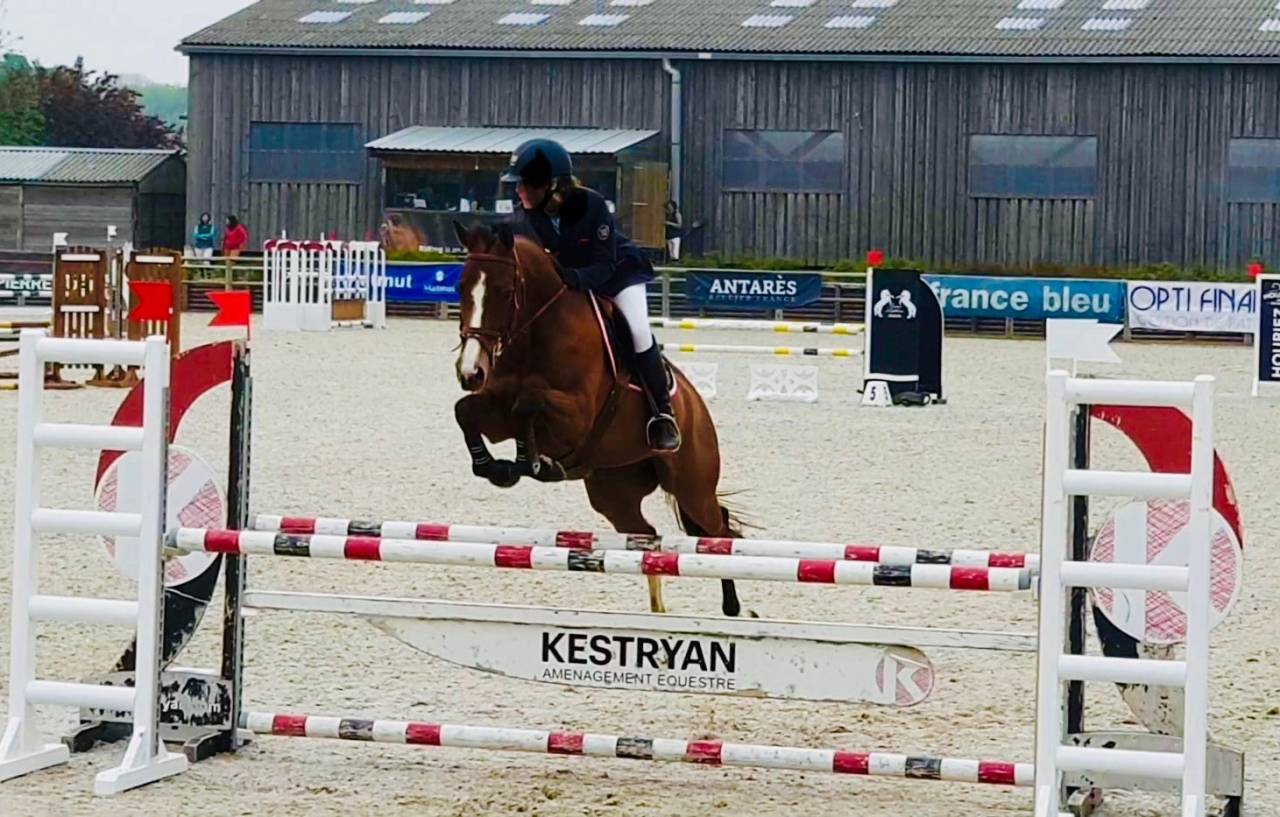 Cavalla Sella Francese In vendita 2011 Baio ,  OKE DU ROZEL