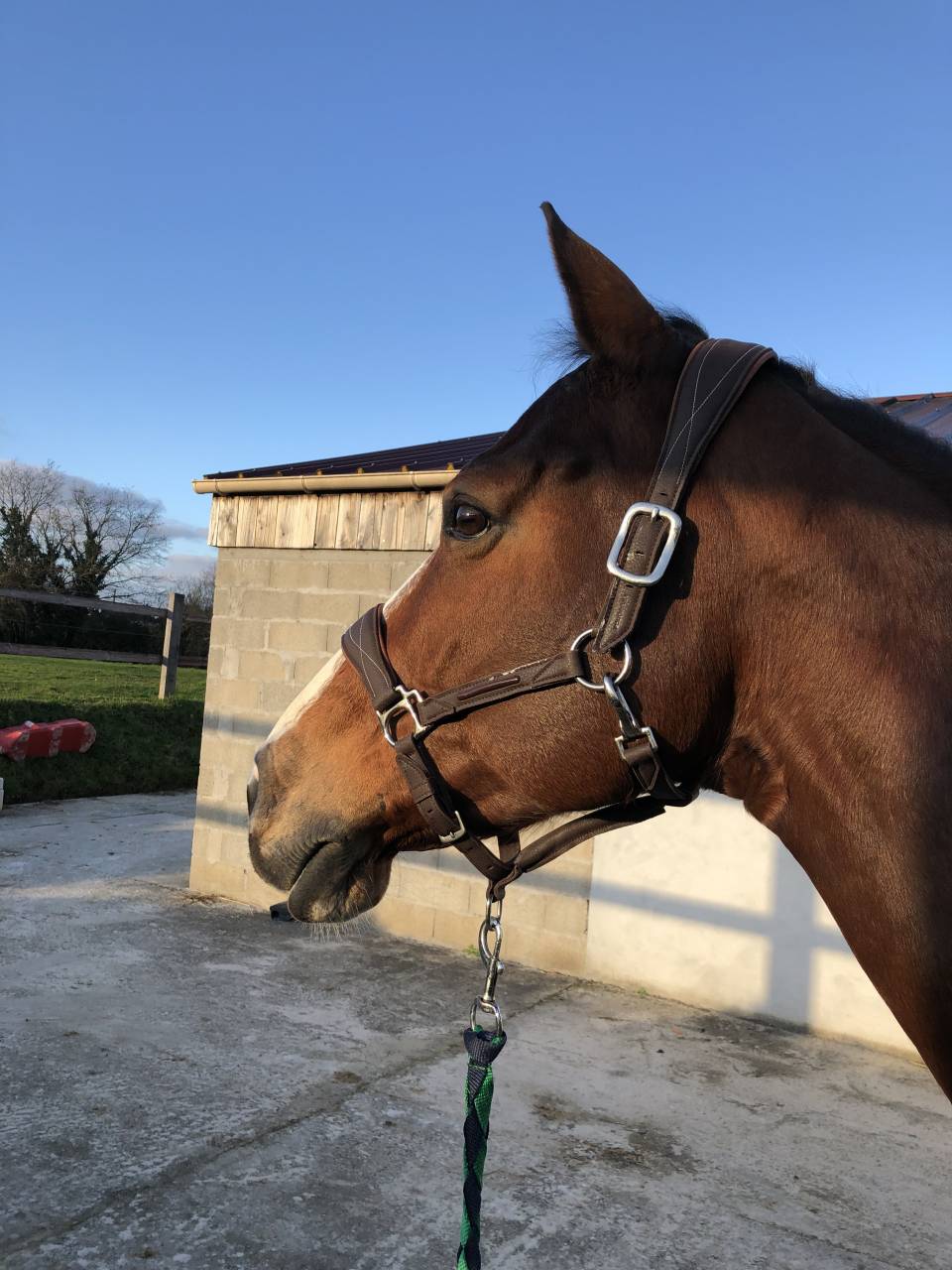 Cavalla Sella Francese In vendita 2011 Baio ,  OKE DU ROZEL