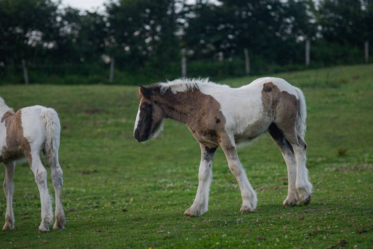 Puledra Gypsy Cob In vendita 2025 Pezzato