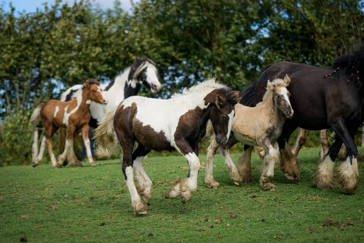 Puledra Gypsy Cob In vendita 2025 Pezzato