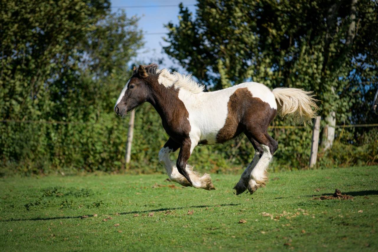 Puledra Gypsy Cob In vendita 2025 Pezzato