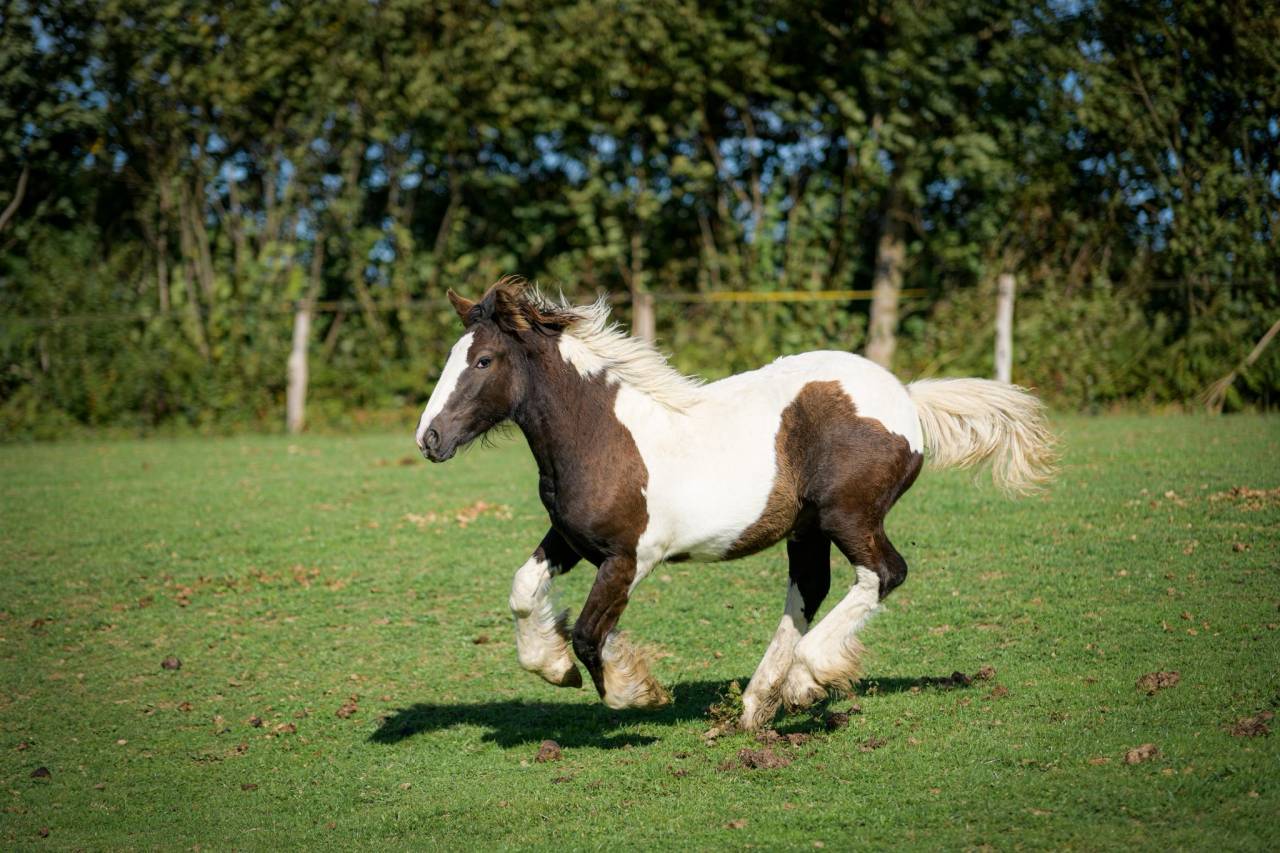 Puledra Gypsy Cob In vendita 2025 Pezzato