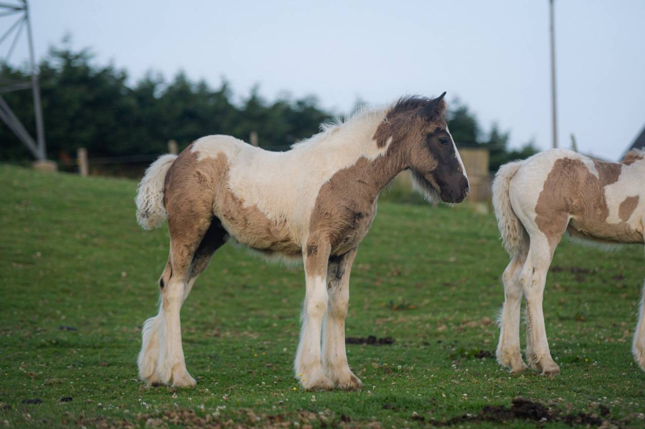Puledra Gypsy Cob In vendita 2025 Pezzato
