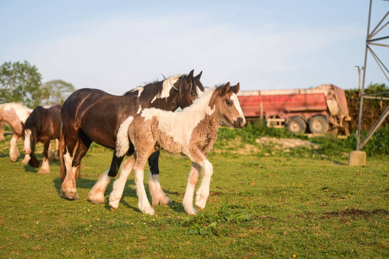 Puledra Gypsy Cob In vendita 2025 Pezzato