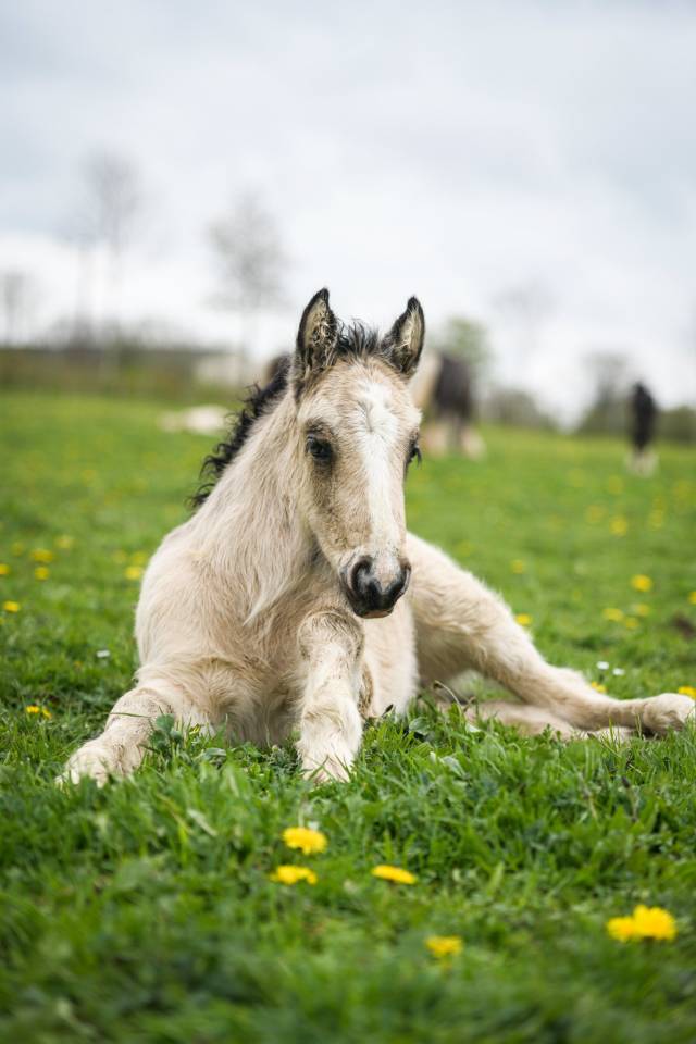 Puledra Gypsy Cob In vendita 2025 Isabella