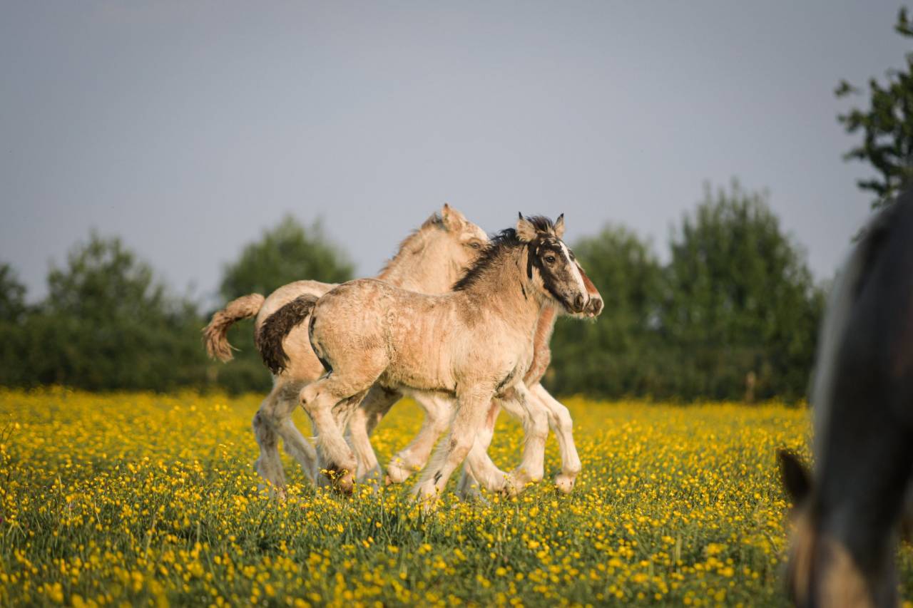 Puledra Gypsy Cob In vendita 2025 Isabella