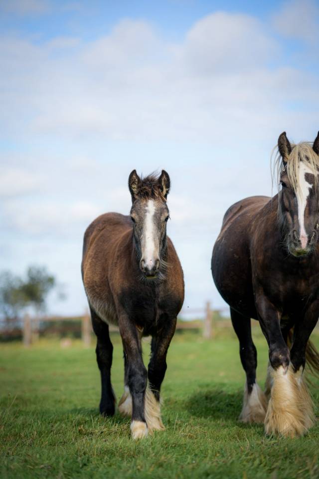 Puledra Gypsy Cob In vendita 2025 Isabella