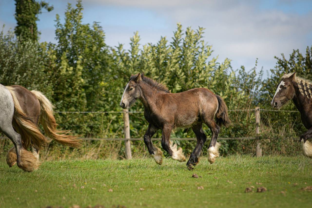 Puledra Gypsy Cob In vendita 2025 Isabella